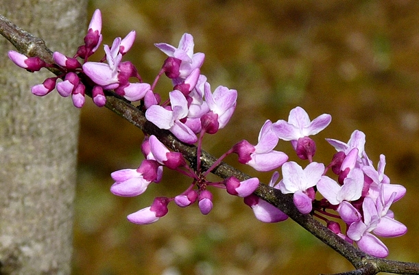 {Cercis canadensis}